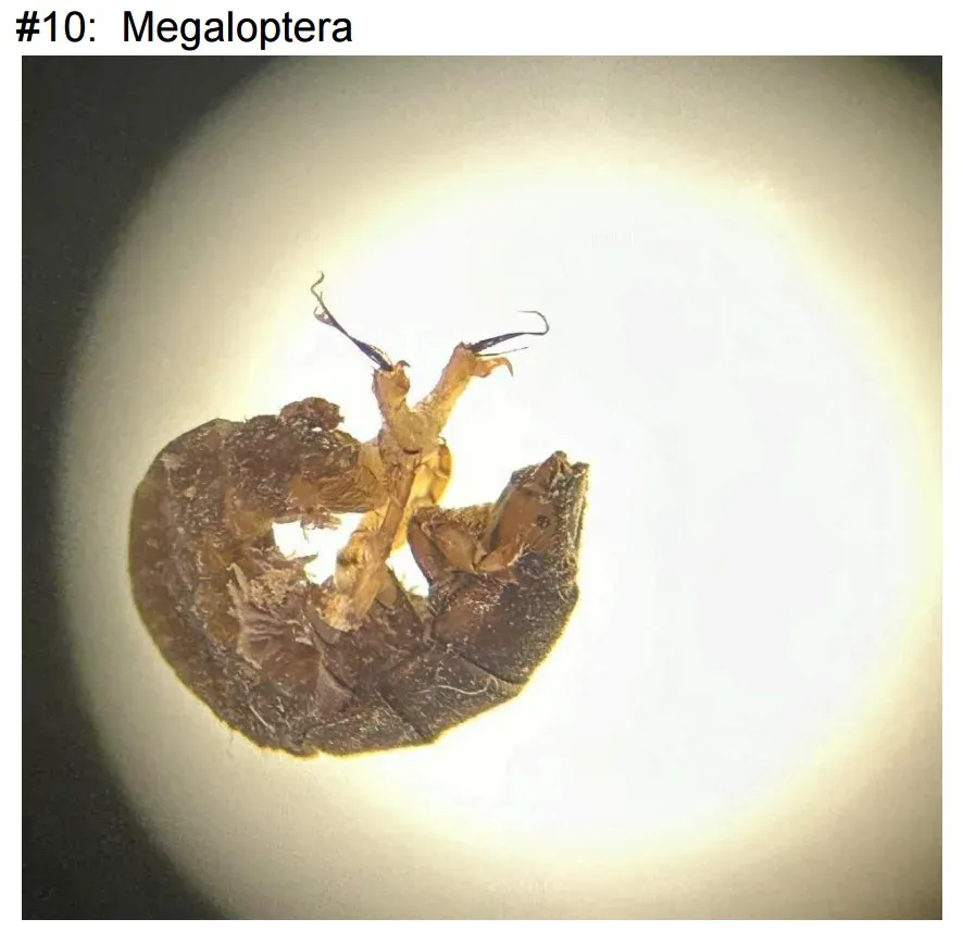 Stereo-microscope photo of a curled brown benthic macroinvertebrate larva with paired hooked anal prolegs, labeled specimen #10 Megaloptera.